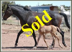 Widora (Widor x TB) - Westphalian mare locted in NM