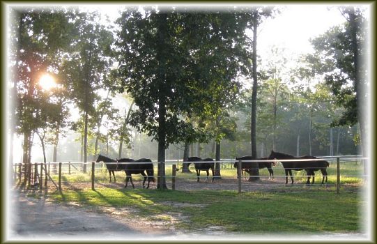 Broodmare Paddock