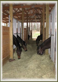 Young Horse Barn