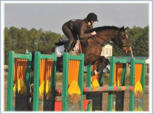 Latina - 14 year old Westphalian mare