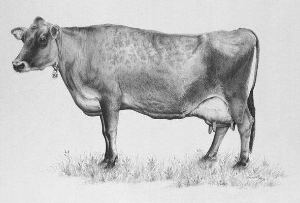 Jersey Cow, available as a Print