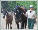 Foal Show, Germany