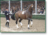 Ehrentusch - NRW State Stallion