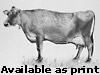 Jersey Cow, available as Print