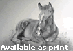 Foal available as Print